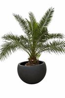 Phoenix Canarensis "Elegante Dattelpalme"