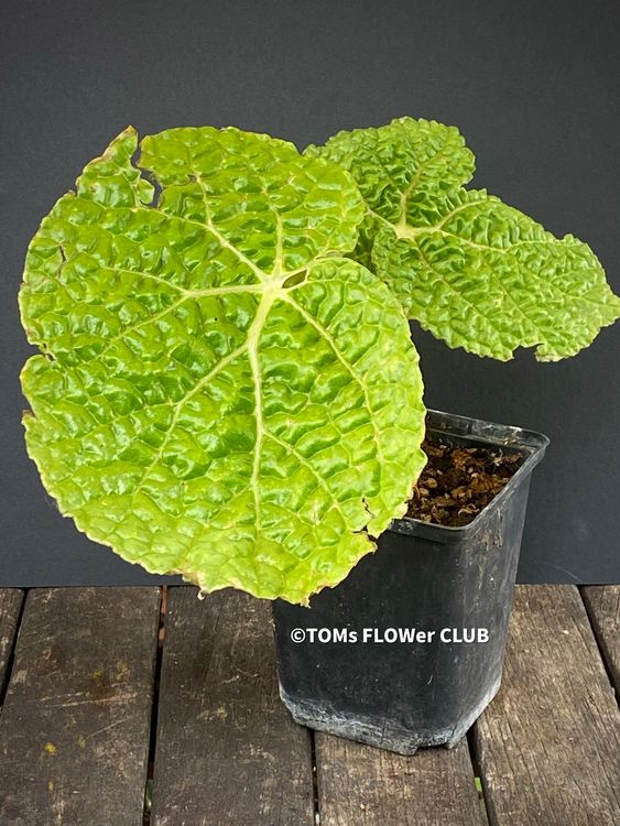 Begonia Gehrtii Kaufen Auf Ricardo