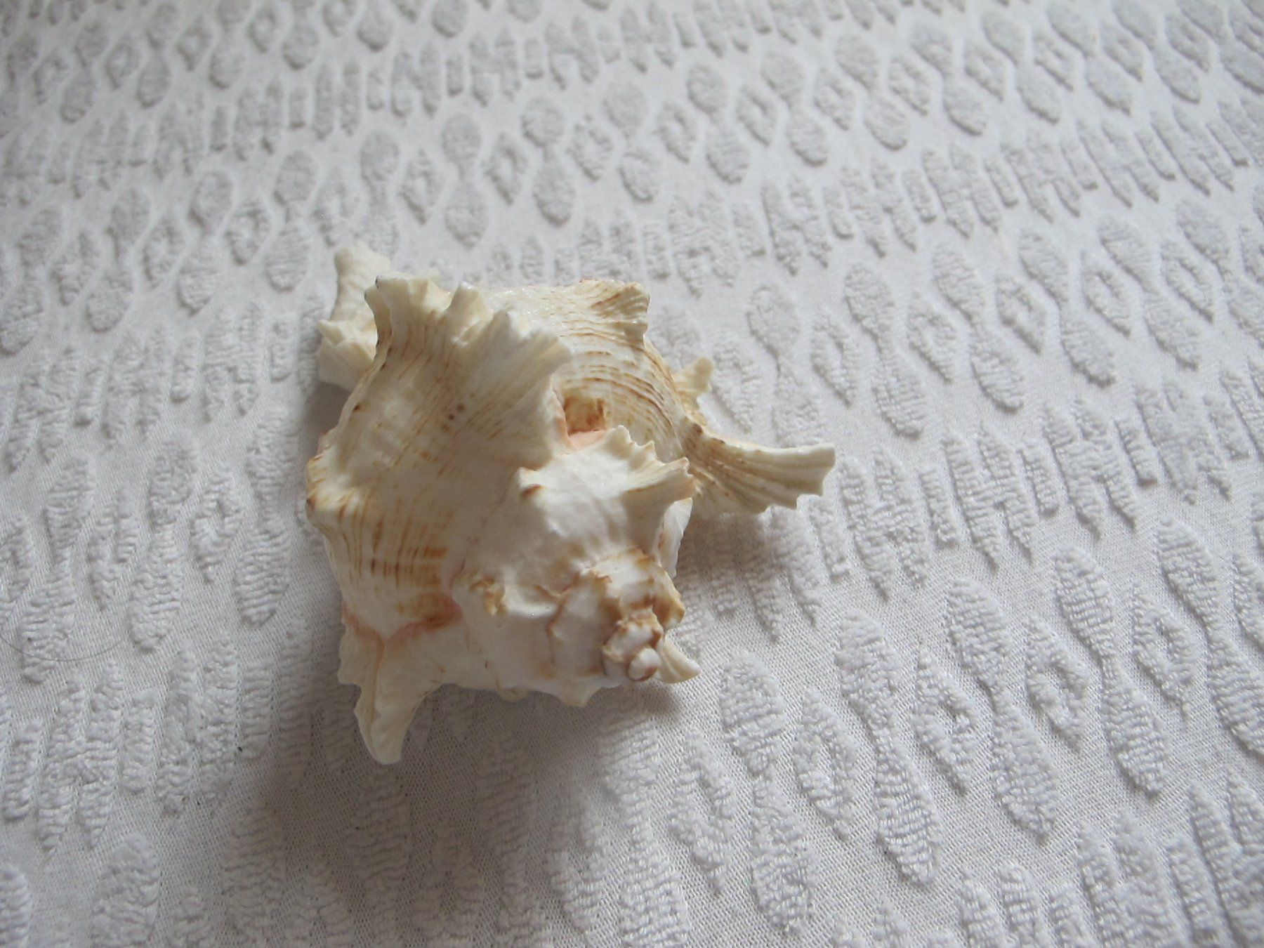 Fossili: Grosse schöne Muschel/Schnecke – Usato da Löhningen venduto da Chimae67 6