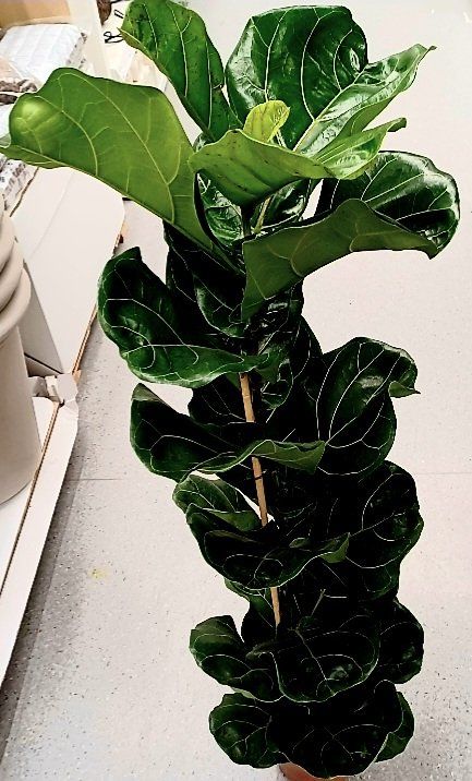 Schöne Zierpflanze XL 80100 cm "FICUS LYRATA"🌱 Belle pla Kaufen