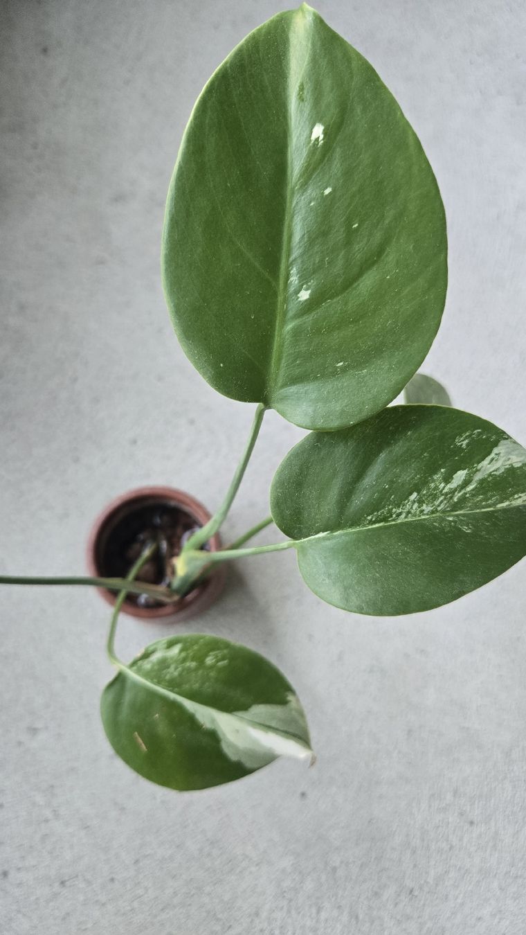 Piante & sementi: Monstera Variegata Kopfsteckling  – Usato da Affoltern am Albis venduto da avi_ 2