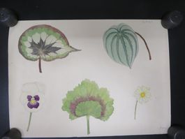 H. Egger Pflanzen Aquarelle signiert mit Trockenstempel