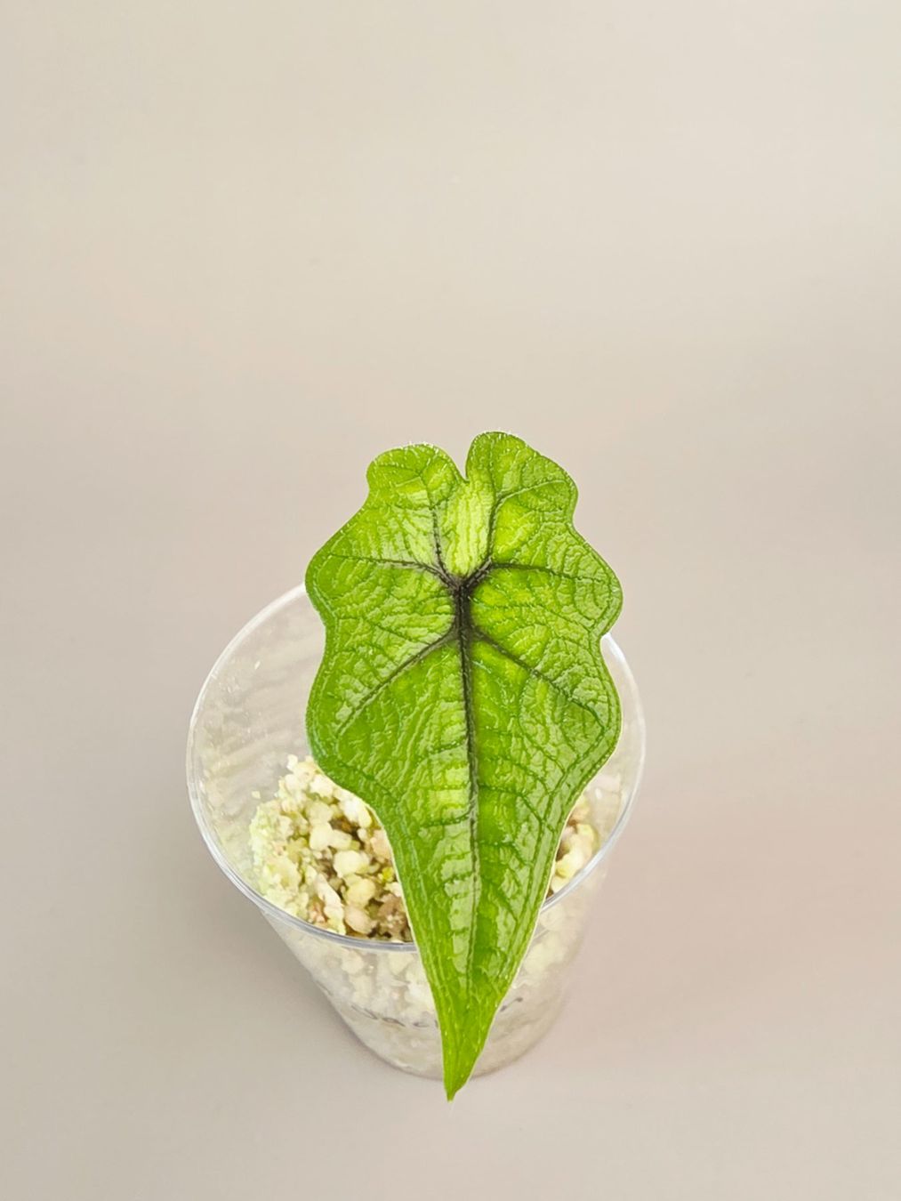 Piante & sementi: Alocasia tandurusa 'Jacklyn' – Nuovo (secondo la descrizione) da Gerolfingen venduto da Azora