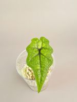 Alocasia tandurusa 'Jacklyn'