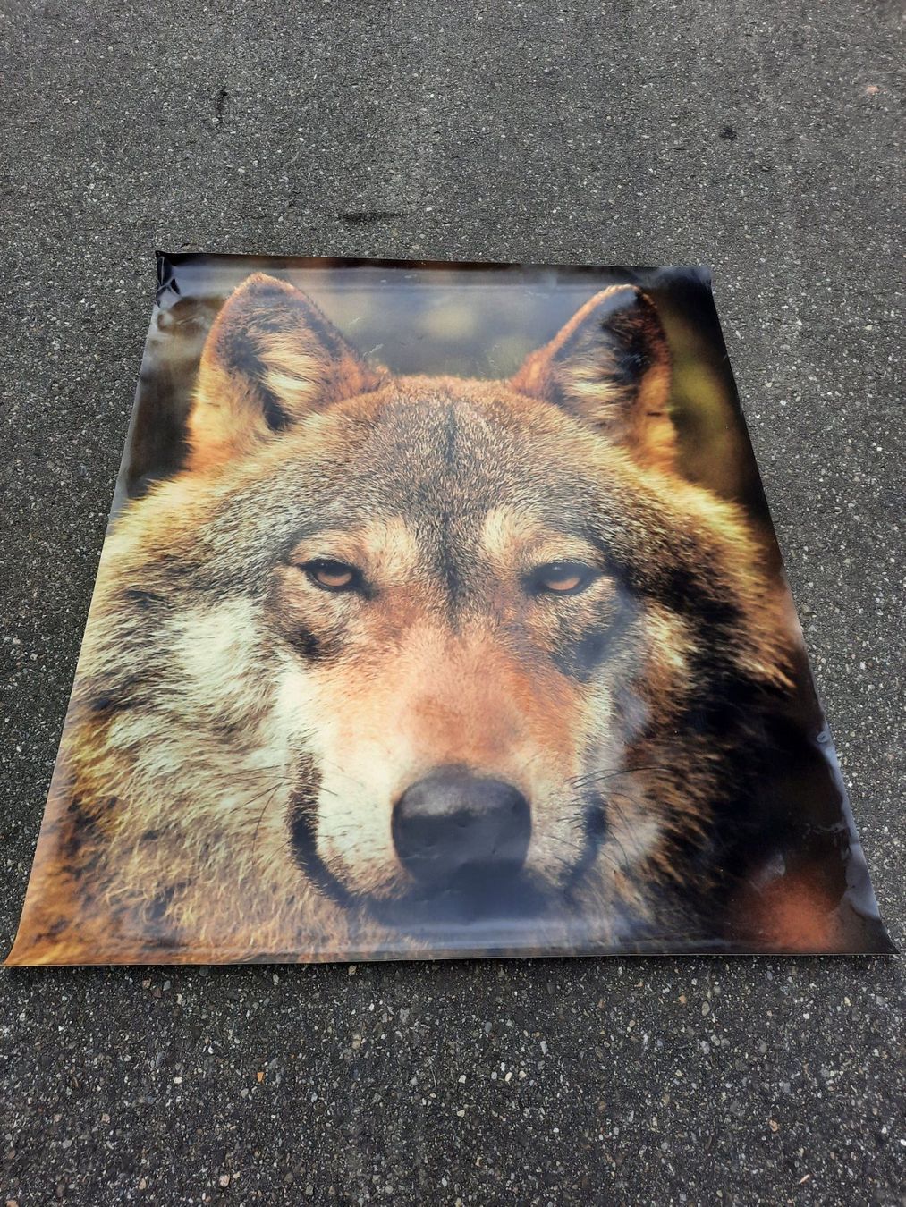 Foto & Immagini: Grosses XL Bild Wolf 150cm x 124cm – Usato da Weinfelden venduto da JoeBaer 1