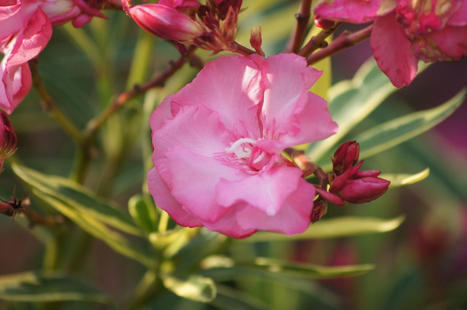Piante & sementi: Oleander mit panaschierten Blättern (Versand möglich ) – Usato da seon venduto da Agnom 3