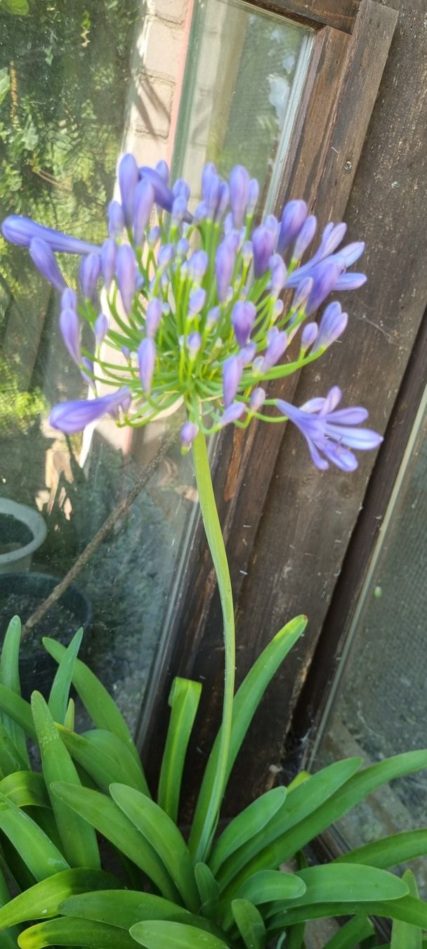 Pflanzen & Samen: Agapanthus im Topf mit Blüte blau – Gebraucht aus egliswil von Maggy6 1