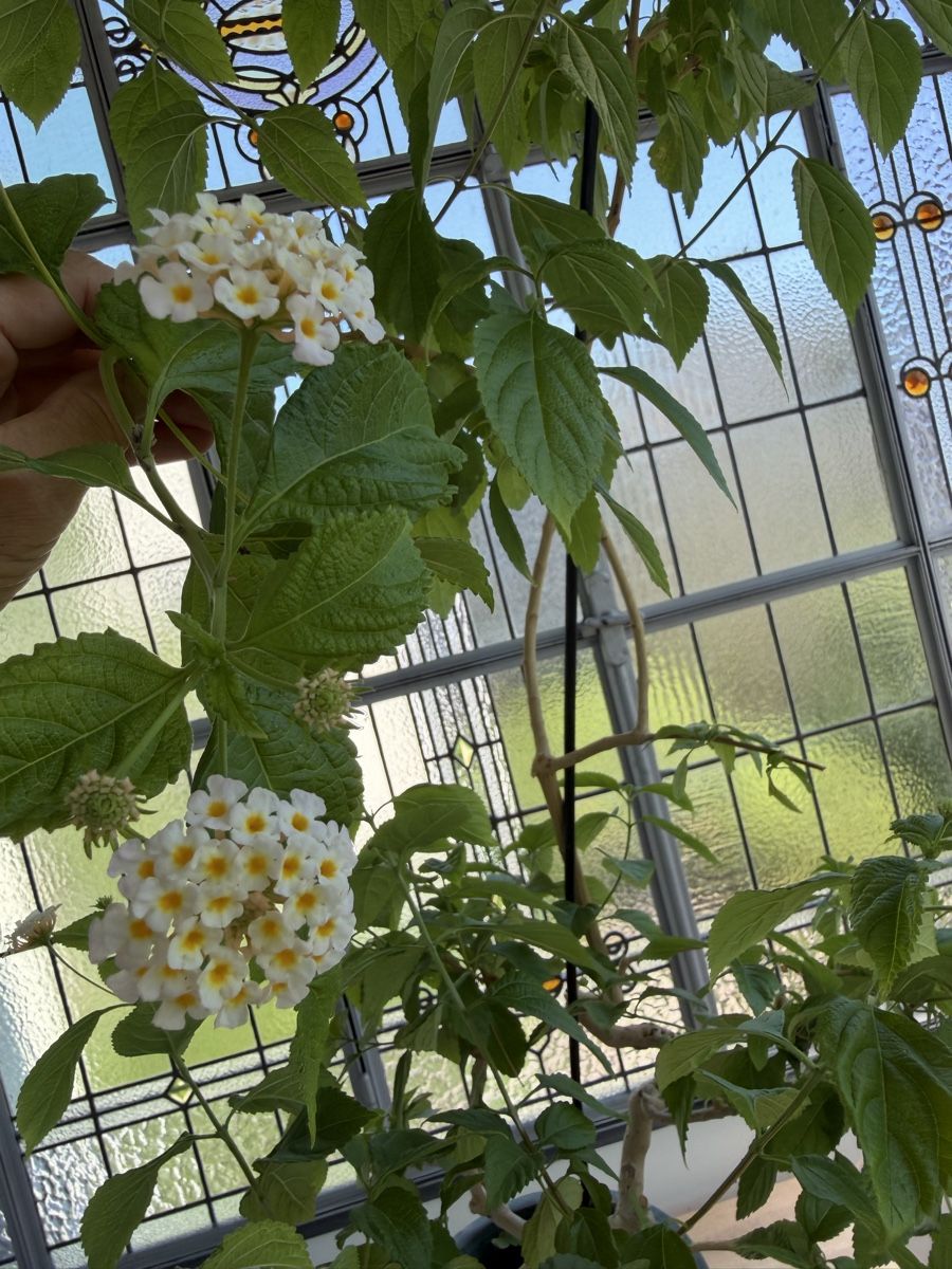 Piante & sementi: Lantana Pflanze im Topf Lambert – Usato da Zürich venduto da joyfulgrace 1