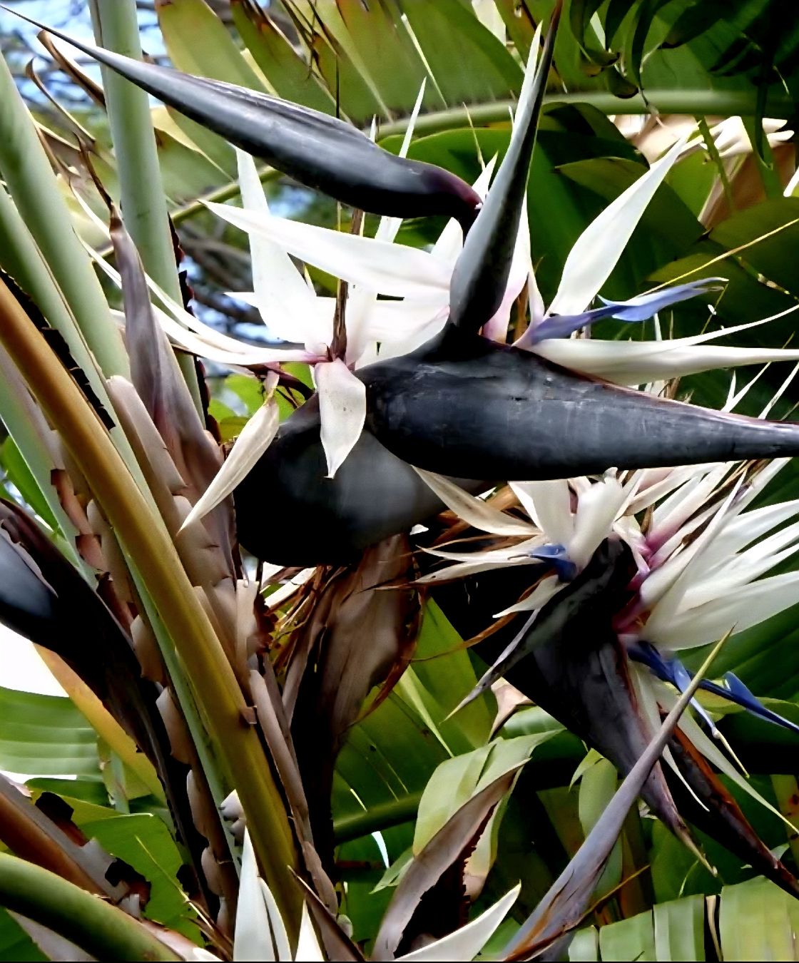 XL Strelitzia "Nicolai", 100 cm. Weisse Blumen XL tropische (Neu und  originalverpackt) in Rovio fr CHF 149  mit Lieferung auf Ricardo kaufen