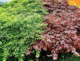 Ab 5.- fr 6 Samen: 3 rote + 3 grune japanische Ahornsamen