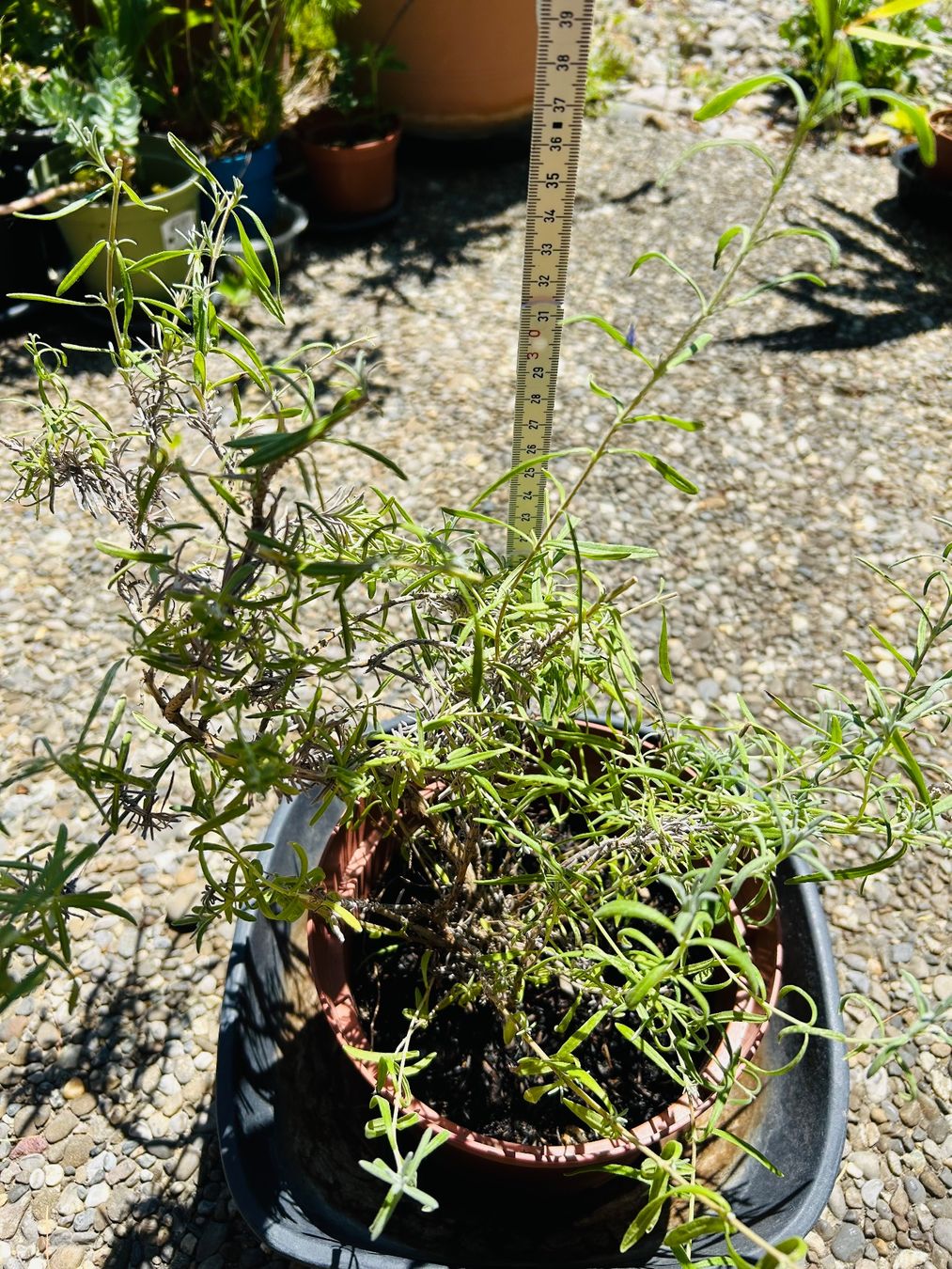 Piante & sementi: Lavandula Angustifolia - LAVENDEL – Nuovo (secondo la descrizione) da Buchs AG venduto da fischli610 4