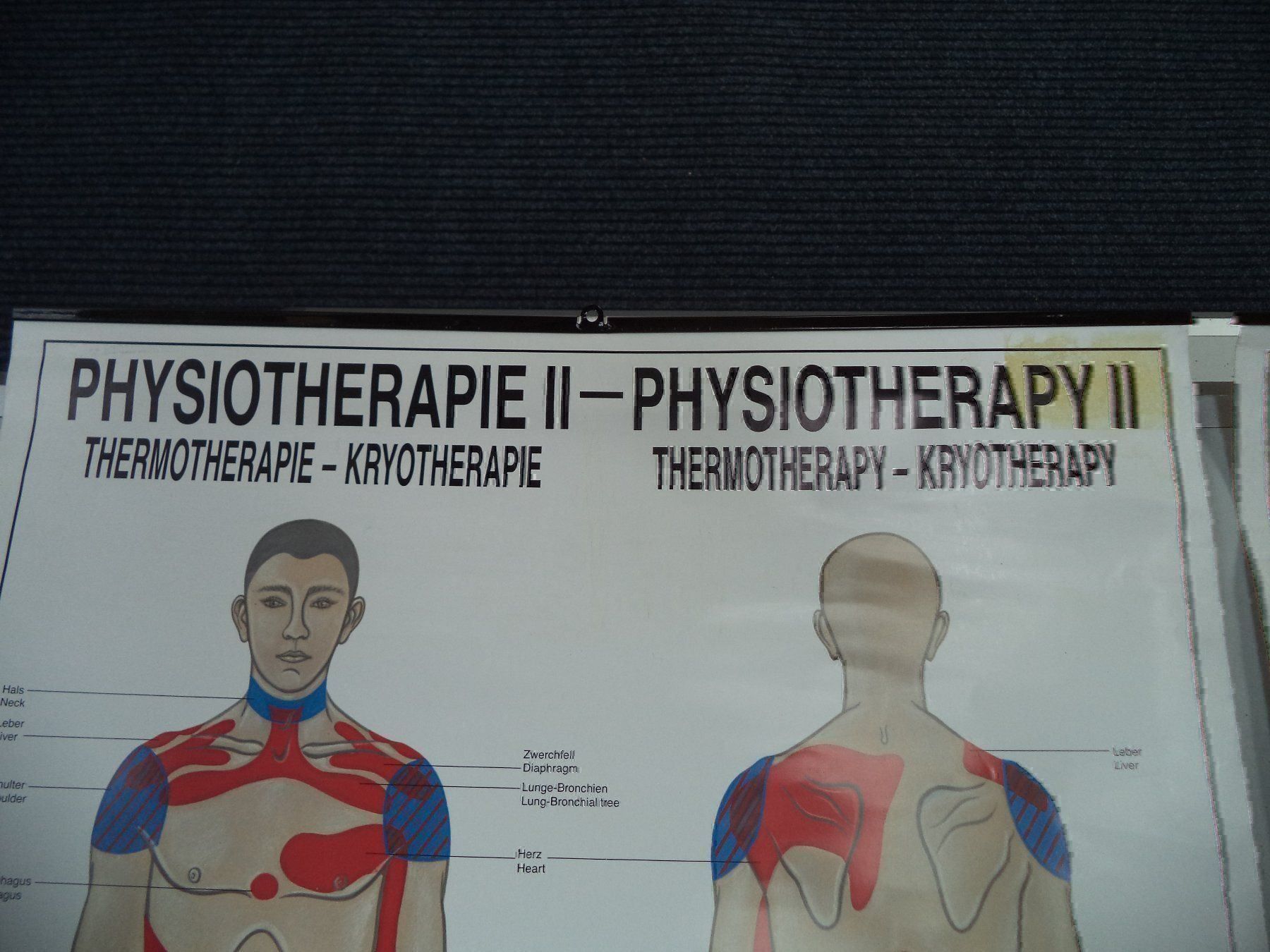 Posters & Illustrations: Konvolut Rüdiger Anatomie Hänge Bilder – D'occasion à Rieden AG par Wirth03 3