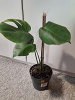 Monstera deliciosa/Fensterblatt (6/6)