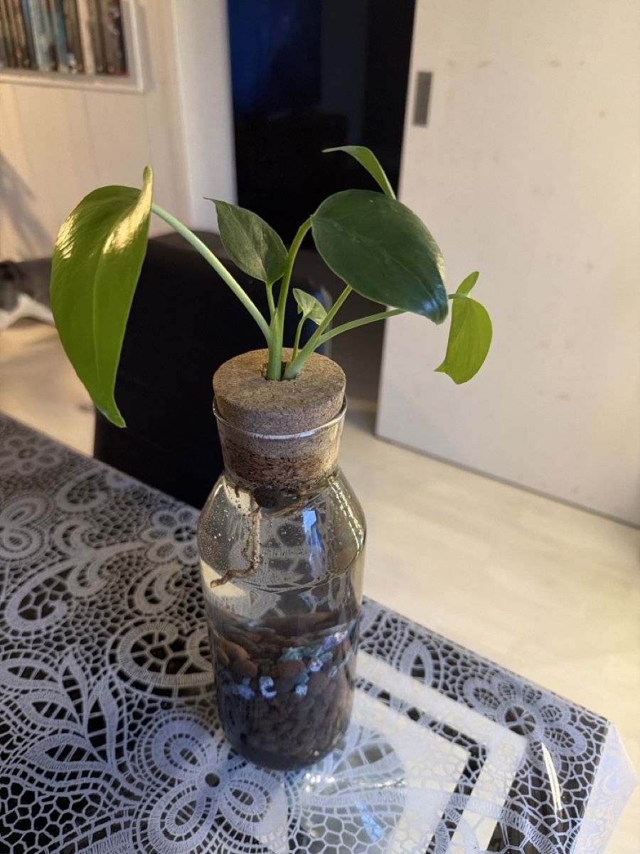Piante & sementi: Monstera hydroponic composition – Nuovo (secondo la descrizione) da Biembach venduto da flo_lt9t
