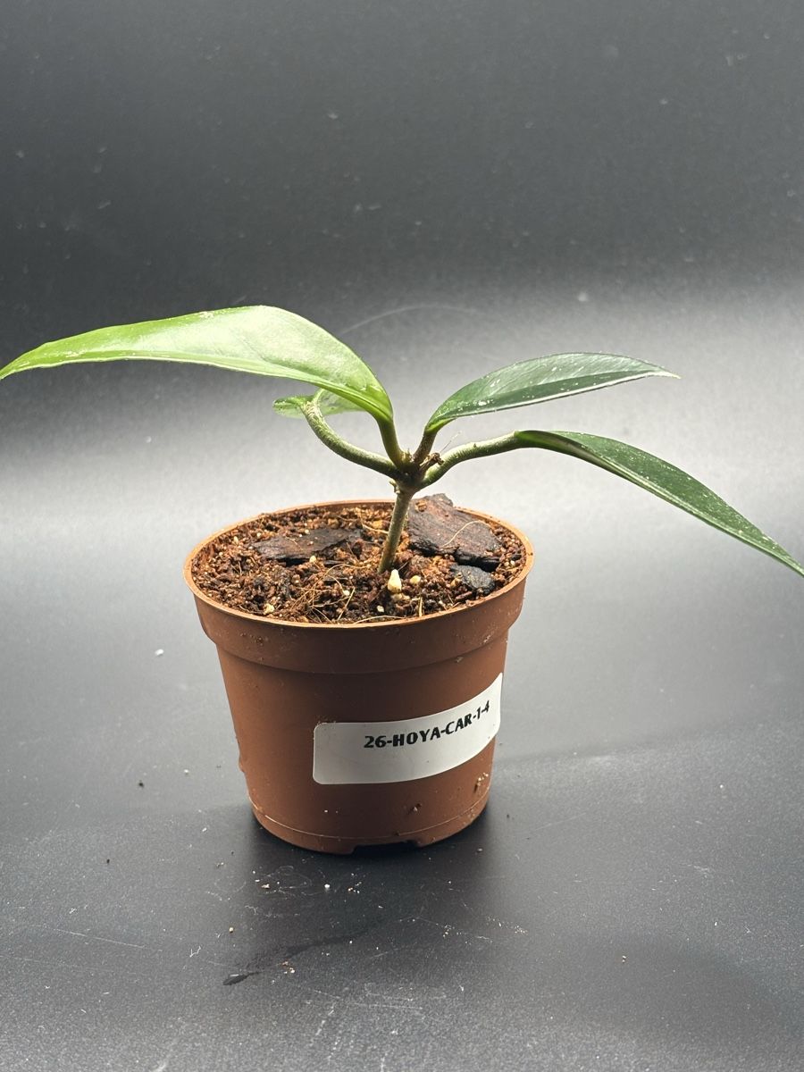 Piante & sementi: Hoya Carnosa (1-4) – Nuovo e nell'imballaggio originale da Basel venduto da Pink_White 1