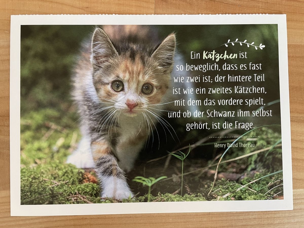 Cartoline postali: AK mit Katzenweisheit von Henry David Thoreau – Usato da Rümlang venduto da Kartenpost1