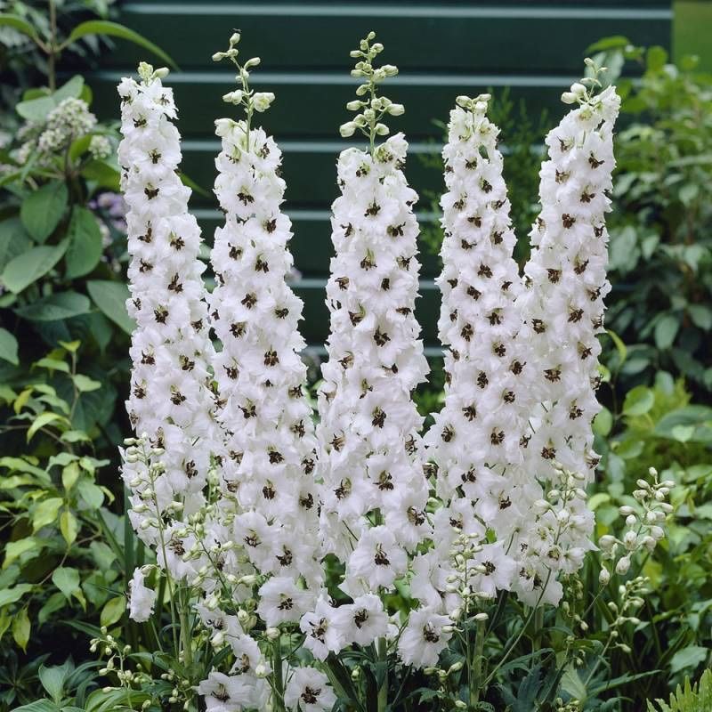 Piante & sementi: 50 Samen Rittersporn WHITE DARK BEE – Nuovo (secondo la descrizione) da Ehrendingen venduto da VerveinaSamen 5