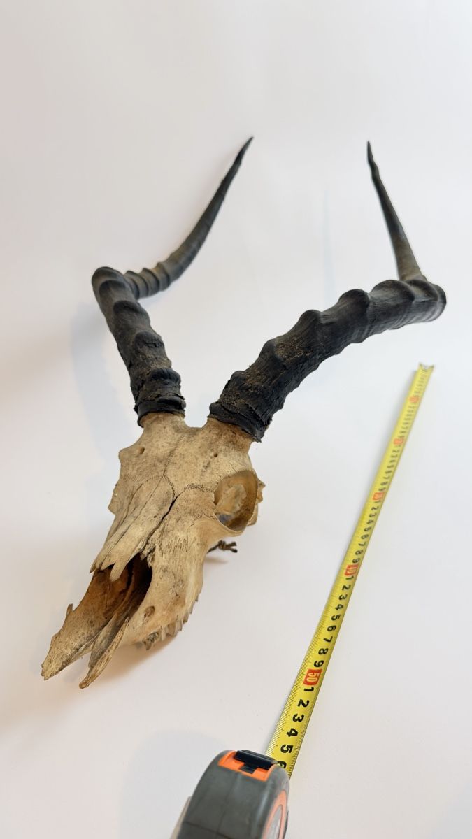Welt der Tiere: Schöner echter Antilopen-Schädel mit Hörnern – Gebraucht aus Schaffhausen von Alinas-Kinderwelt 3