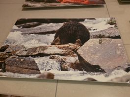 Original Foto von David Bittner - Grizzly Bär - Alurahmen