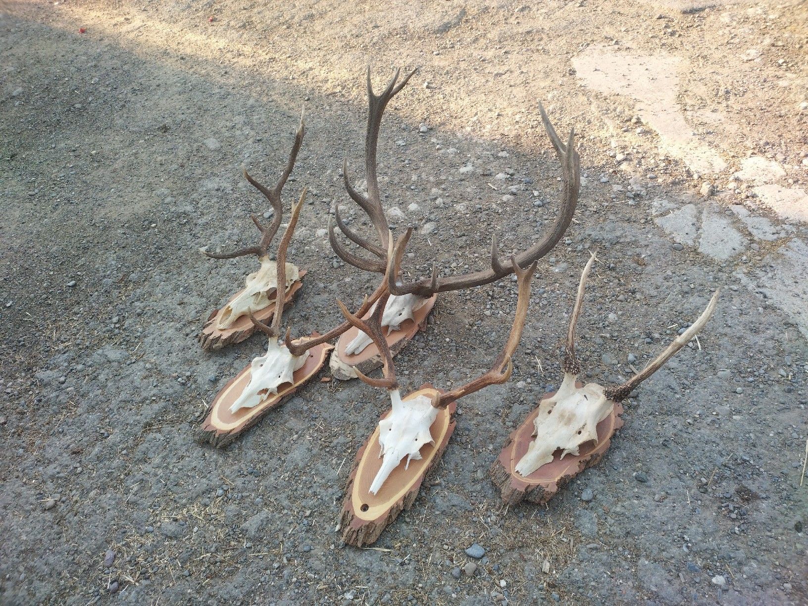 Il mondo degli animali: Geweihe Hirsch Wald Dekoration Unikat 5 Stk – Usato da Wettingen venduto da Bwalti 2