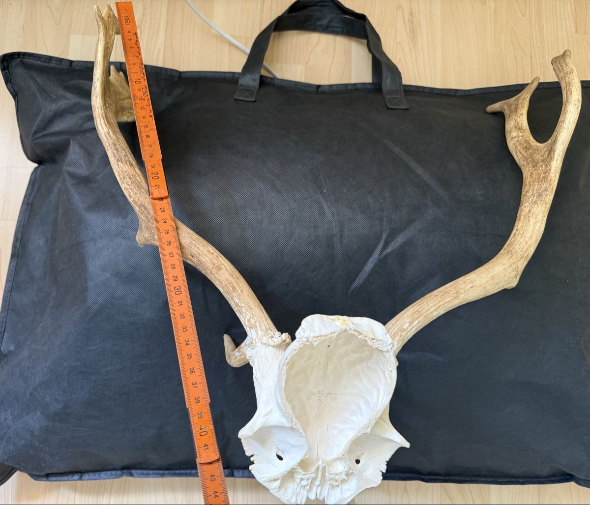 Welt der Tiere: Geweih – Gebraucht aus Basel von balenadelfino 7