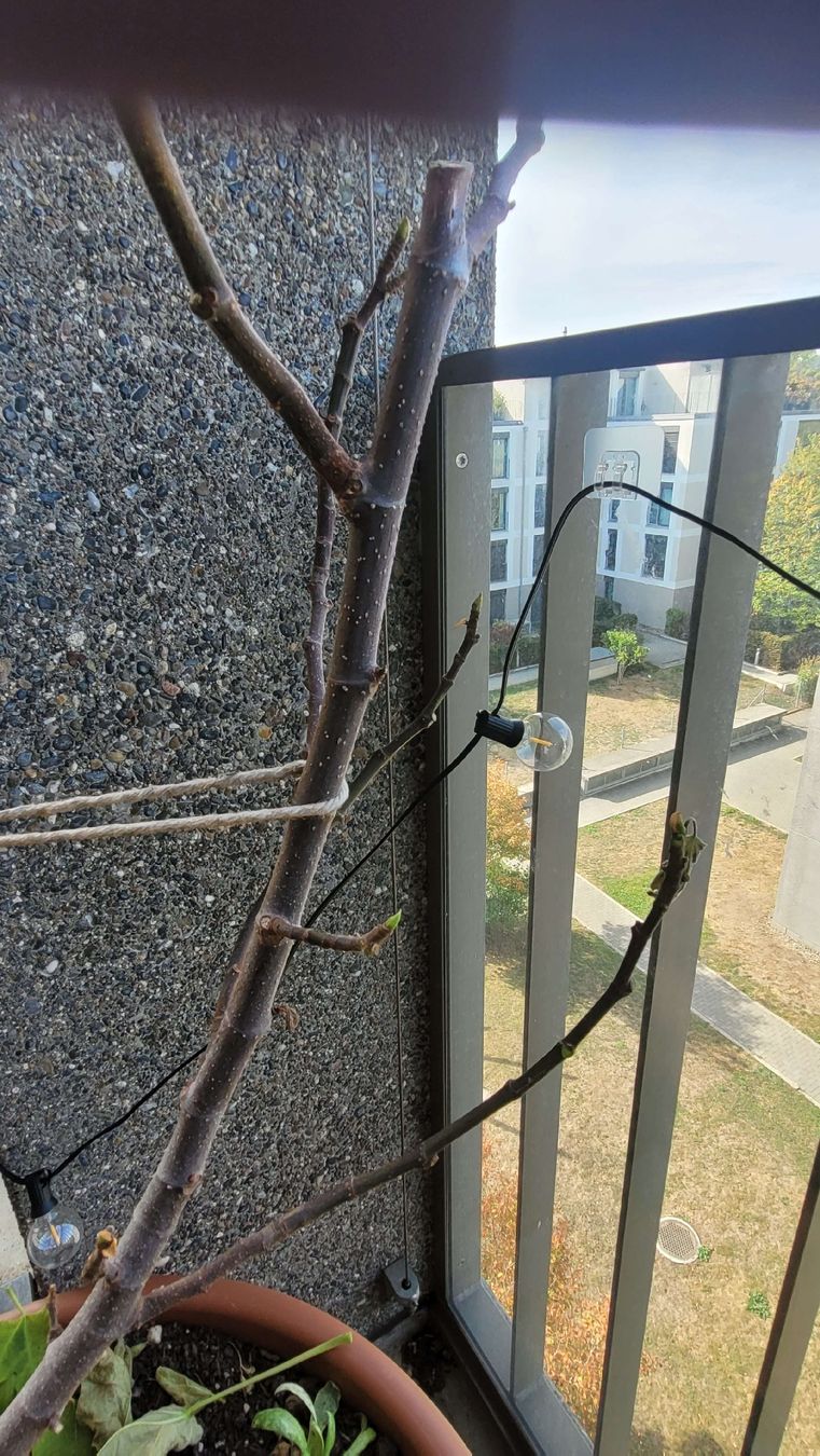 Plantes & graines: Feigenbaum im Kunststofftopf – D'occasion à Zürich par Pepperminta04 1