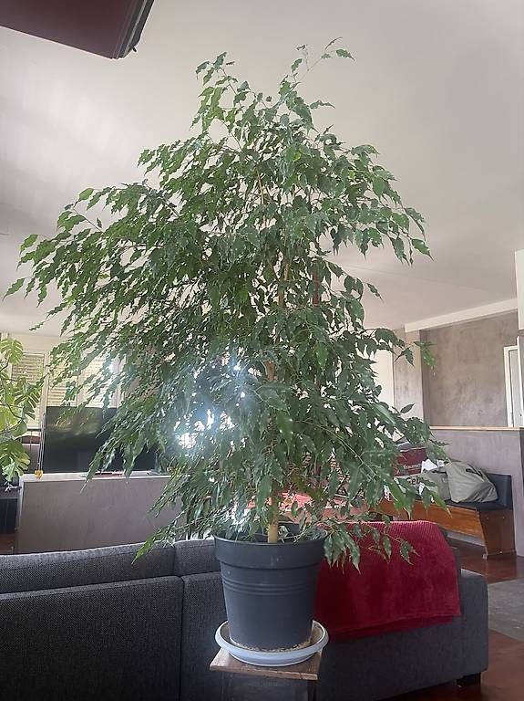 Plantes & graines: Zimmerpflanzen  – D'occasion à Lütisburg Station par ilo_w8vk 1