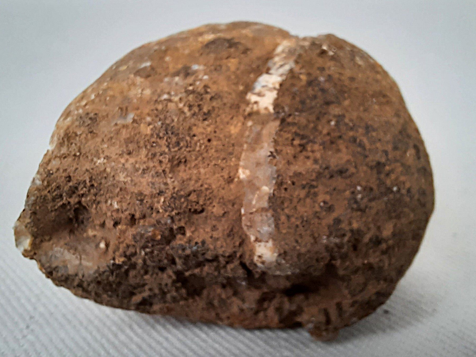Fossili: Diverse Fossilien – Usato da Beinwil am See venduto da Restwert_Beinwil 3