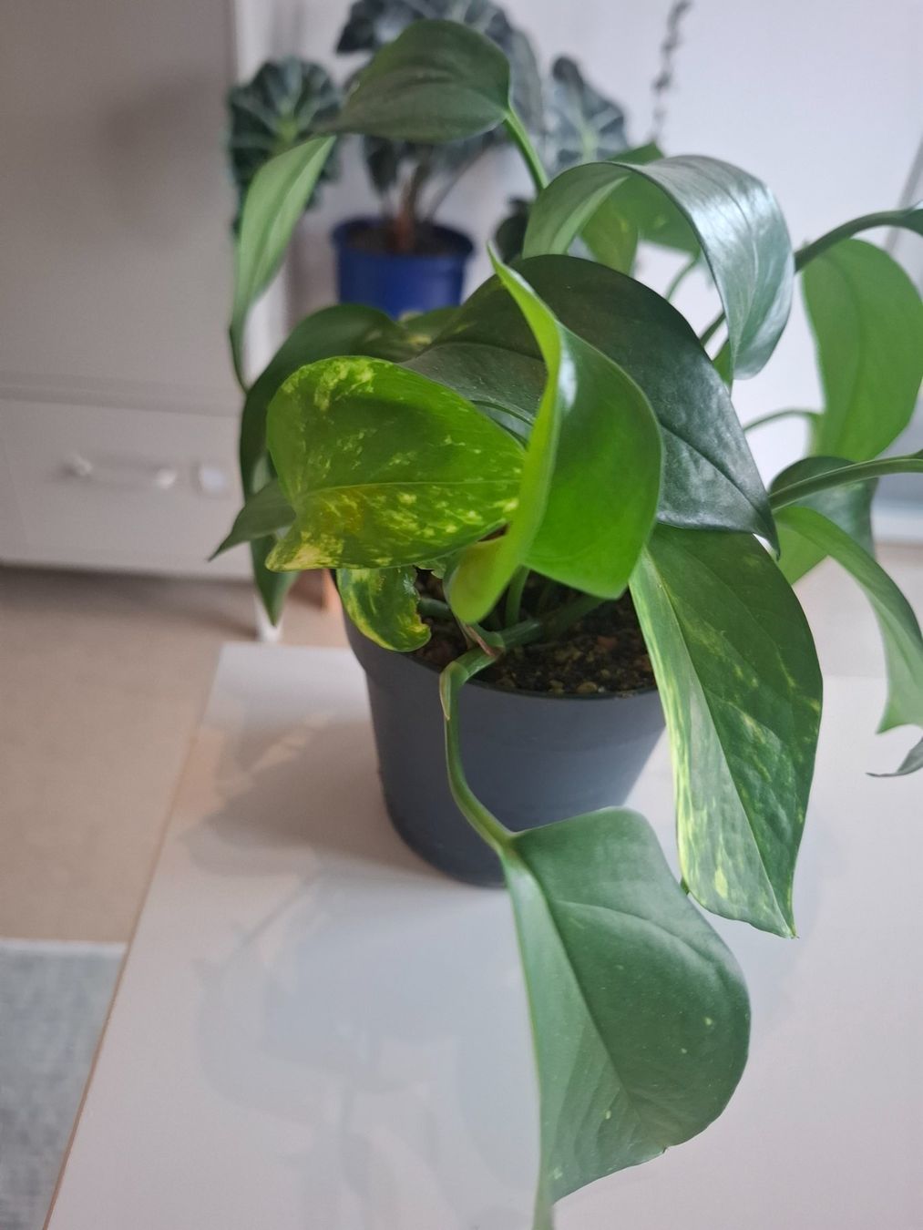 Piante & sementi: Pothos Golden – Usato da Winterthur venduto da fahrnera 2