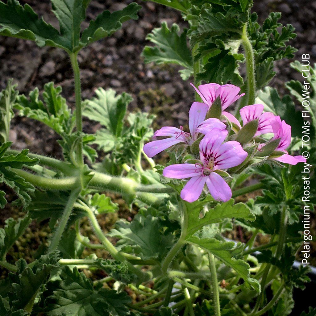 Pflanzen & Samen: Pelargonium Rosat - stark duftende Rosengeranie – Neu und originalverpackt aus Adliswil von asTOMas963 4