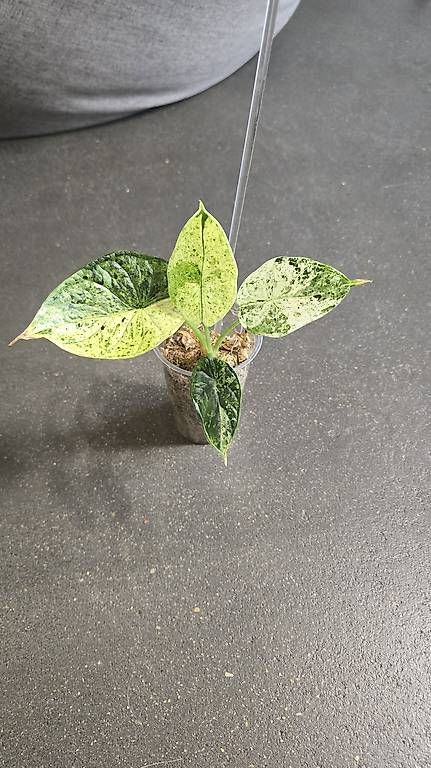 Piante & sementi: Alocasia Dragon scale mint variegata – Usato da Arbon venduto da Elena....