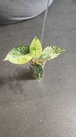 Alocasia Dragon scale mint variegata