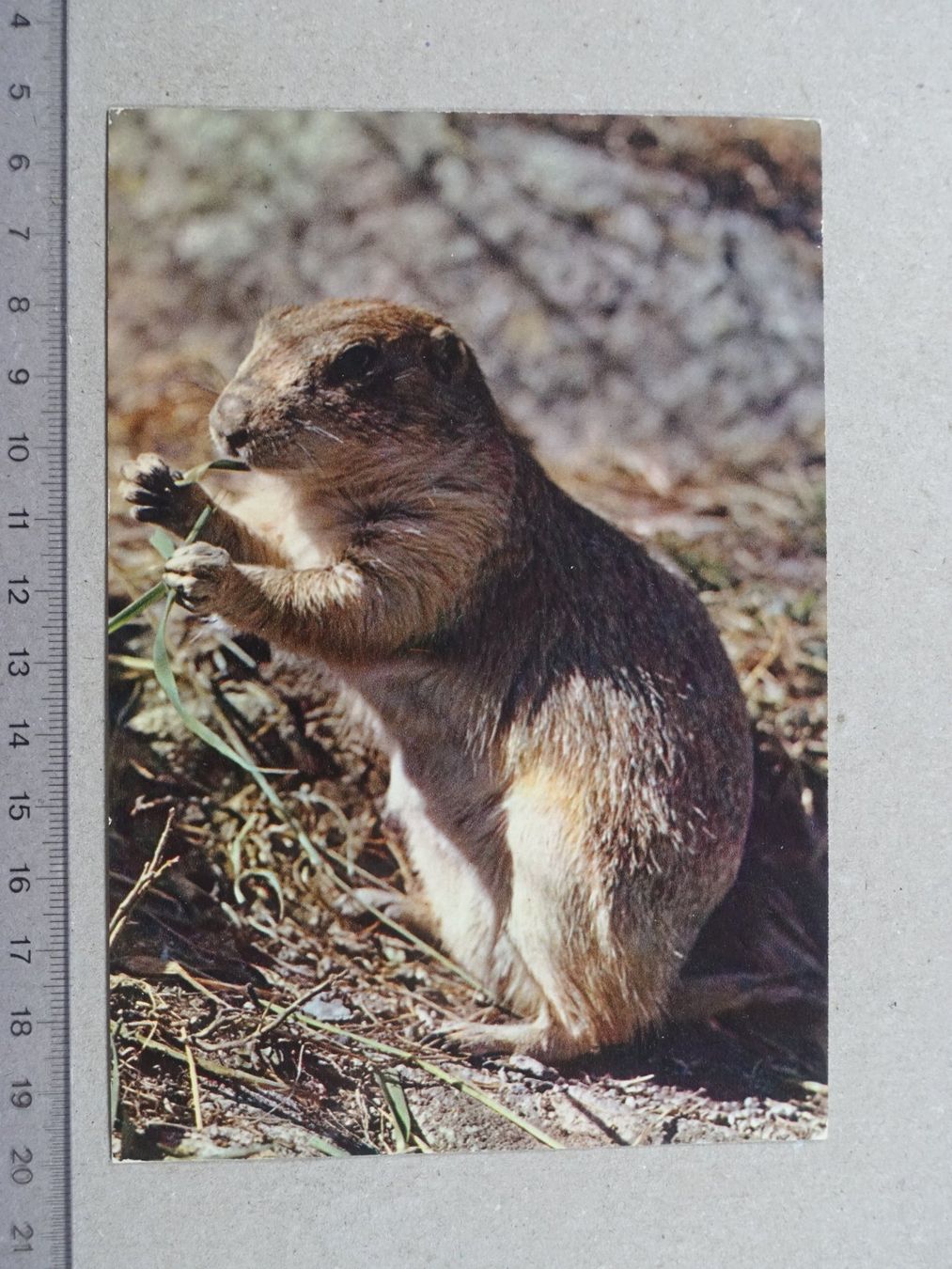 Cartoline postali: Murmeltier, Marmotte, Stempel St-Cergue, 1977 – Usato da Lenzburg venduto da fh1