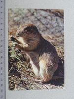 Murmeltier, Marmotte, Stempel St-Cergue, 1977
