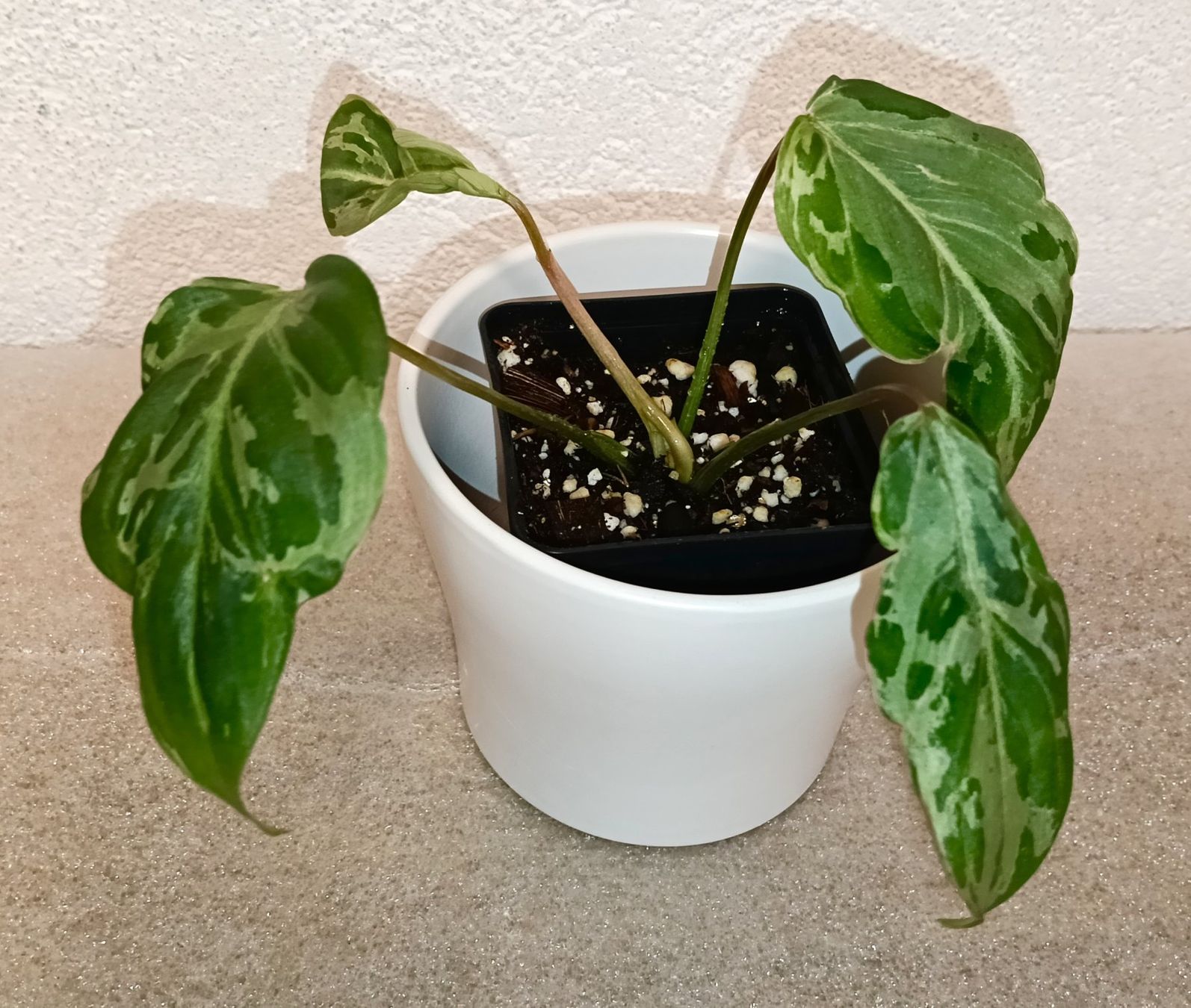Philodendron Gloriosum Variegata Snow Leopard (Neu (gemäss Beschreibung ...