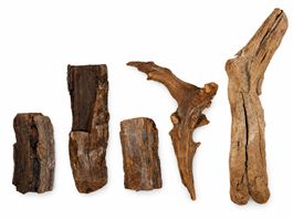 Fünf Holzstücke, versteinert – Naturformen