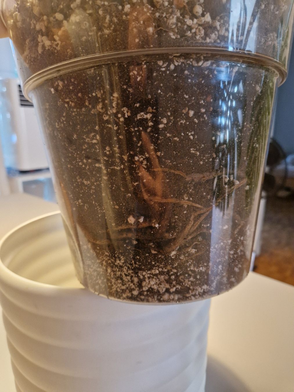 Pflanzen & Samen: Monstera Deliciosa Pflanze Large Form – Gebraucht aus Basel von Musawida 8