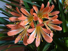 Clivia miniata / Klivie, orangeblühend