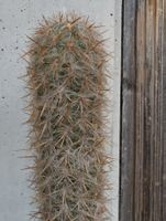 Kakteen, Säulenkaktus, Oreocereus celsianus