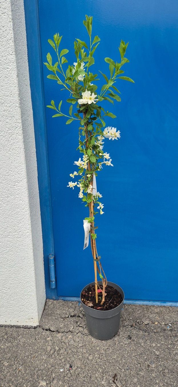 Piante & sementi: PRUNKSPIERE – Usato da Jona venduto da Sleon02
