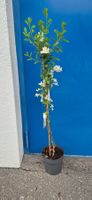 PRUNKSPIERE