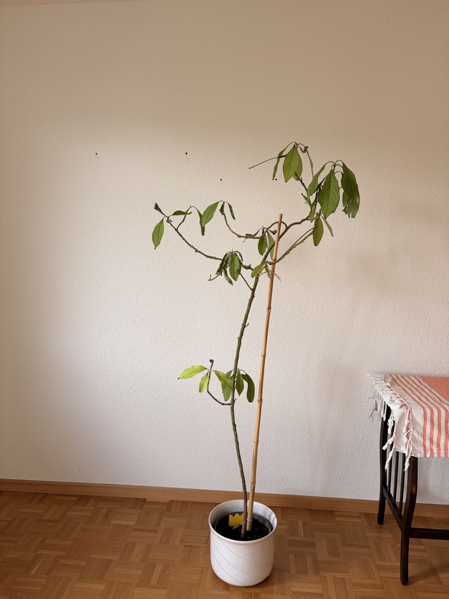 Piante & sementi: Avocado Pflanze – Usato da Oberkirch LU venduto da michelehubr
