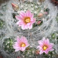 Mammillaria Glassii - flauschige Kakteen-Familie