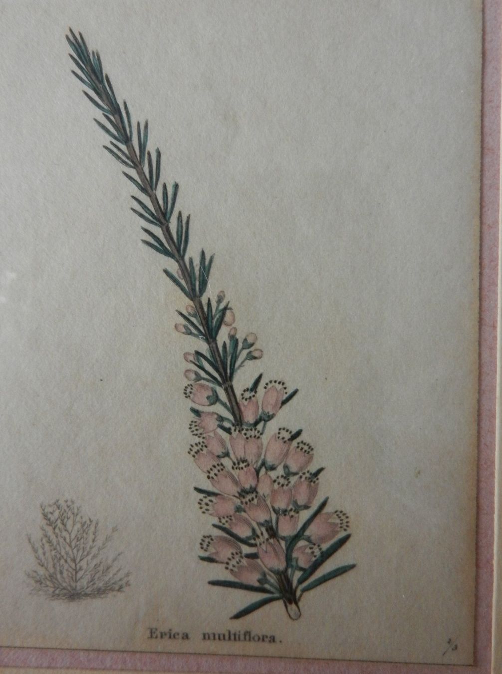 Foto & Immagini: Antiker Druck Erica multiflora gerahmt – Usato da Wolfwil venduto da Verbenia 1