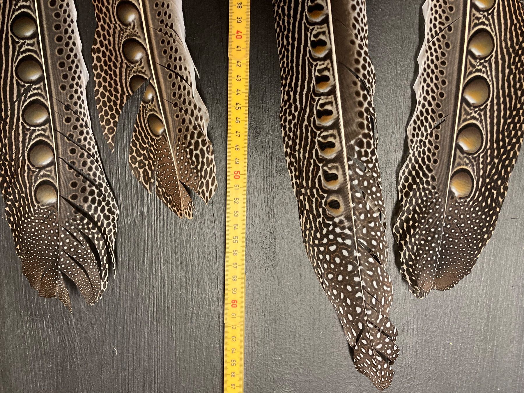 Welt der Tiere: Argusfasan Federn – Gebraucht aus Grosswangen von arum01 3