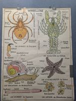 Schulwandbild - Insekten und Wirbellose