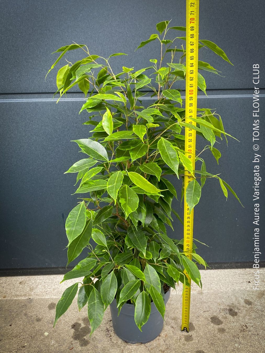 Piante & sementi: Ficus Benjamina Aurea Variegata - gold-panaschiert – Nuovo e nell'imballaggio originale da Adliswil venduto da TAKEYOURPLANT 4