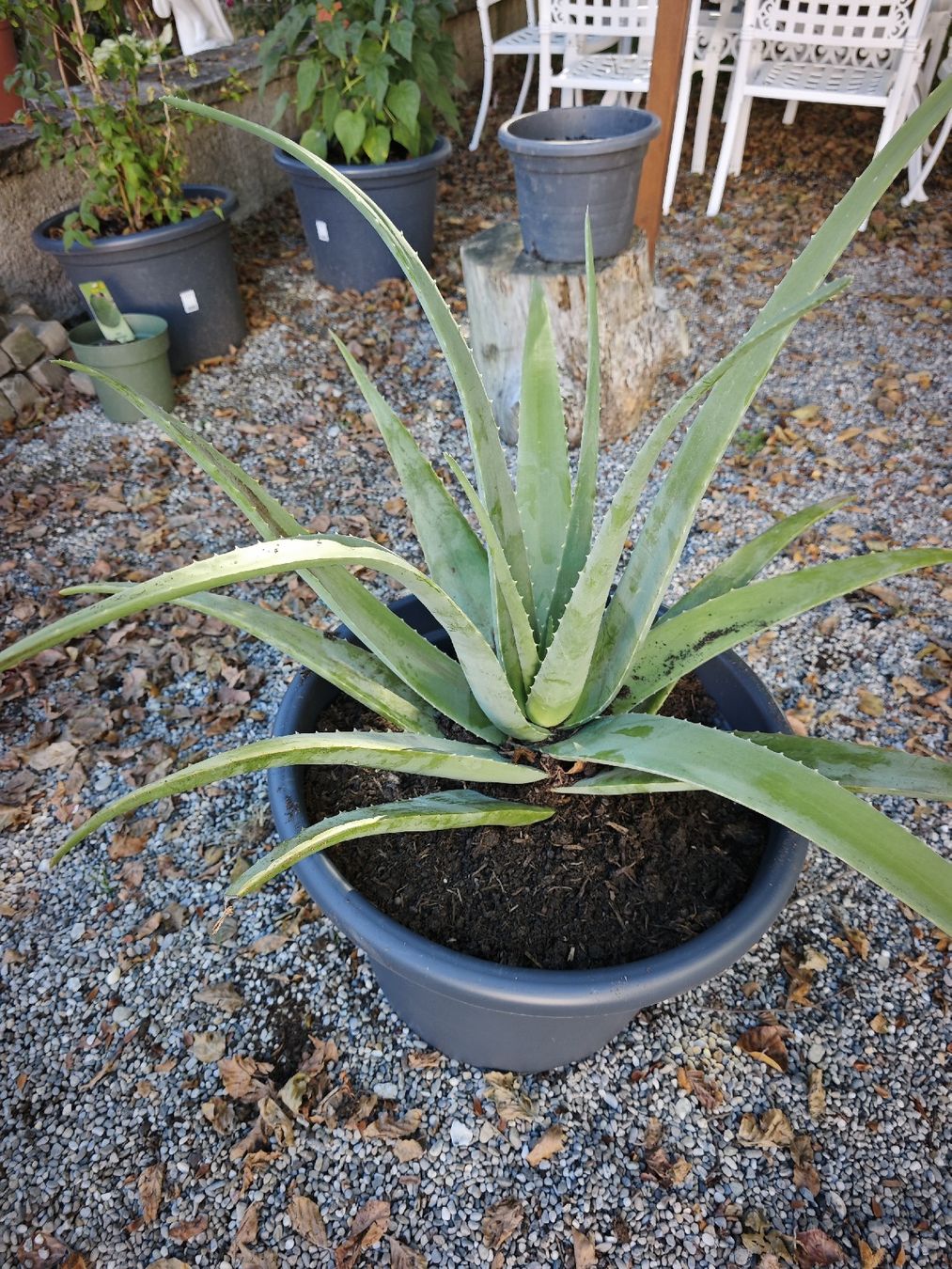 Piante & sementi: Aloe Vera Pflanze Jung – Nuovo (secondo la descrizione) da Romanshorn venduto da topolino91 1