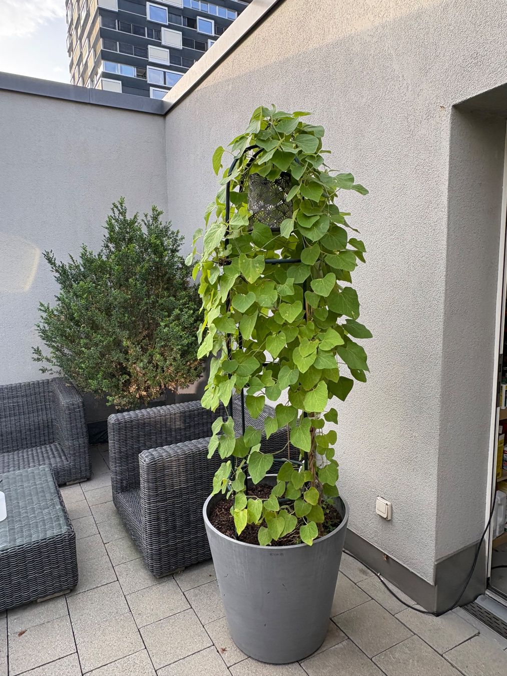 Piante & sementi: Kletterpflanze / Pfeifenwinde / ecopots – Usato da Zürich venduto da seb_8rsb