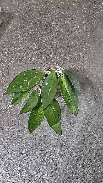 Pflanzen & Samen: Hoya Carnosa "Splash" – Gebraucht aus Arbon von Elena....